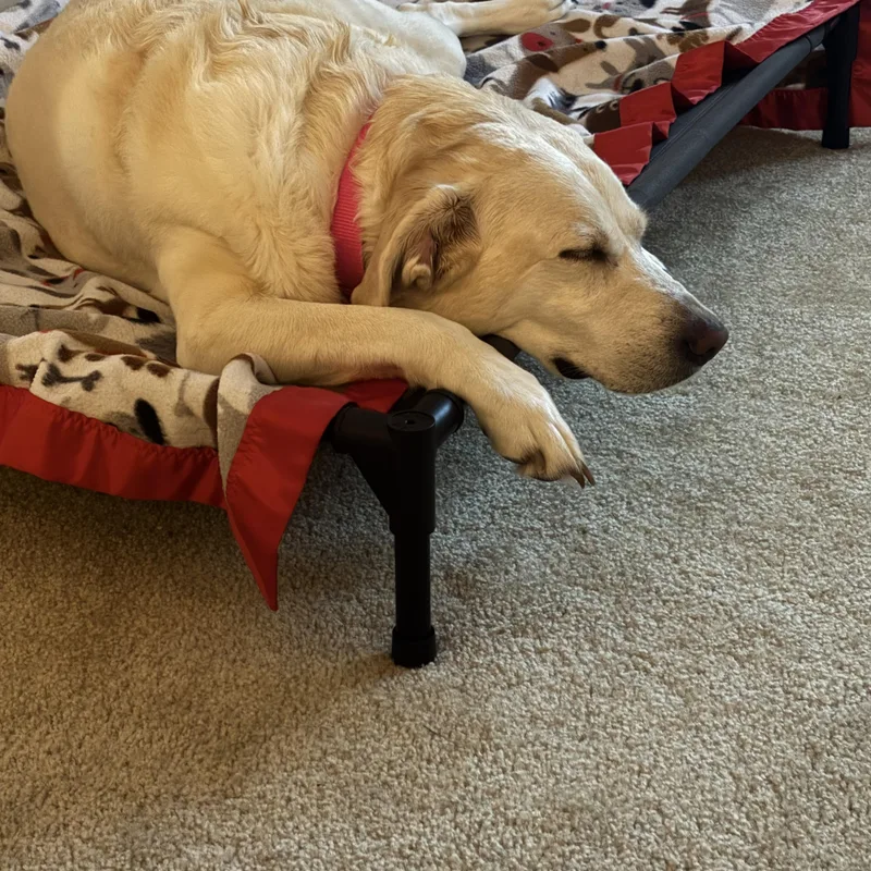 An adult large-sized female Labrador Retriever dog named Sia for adoption in Waterford, MI