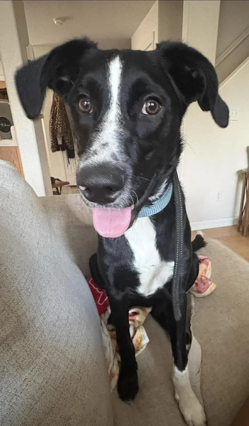 A baby medium-sized male Black Border Collie dog named Maka for adoption in Thornton, CO