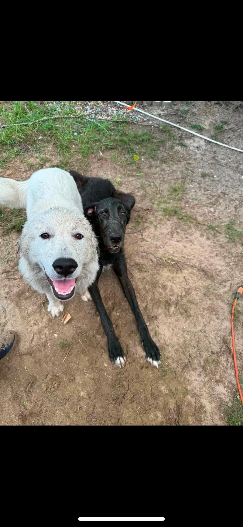 A young large-sized female White / Cream Great Pyrenees dog named Frankie for adoption in Winchester, VA