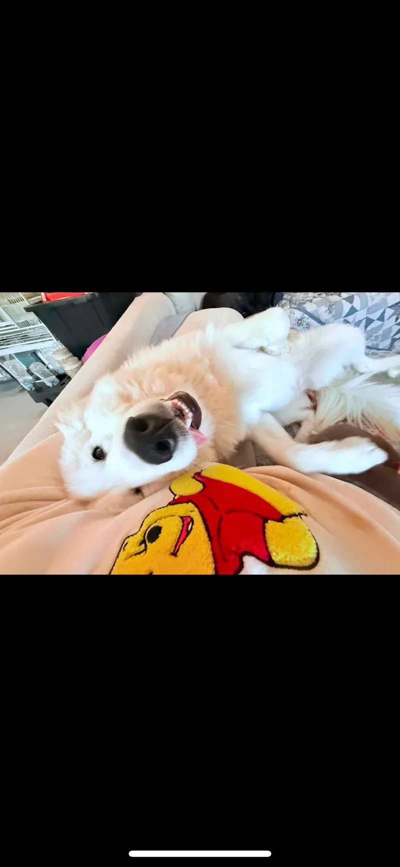Frankie thumbnail 4