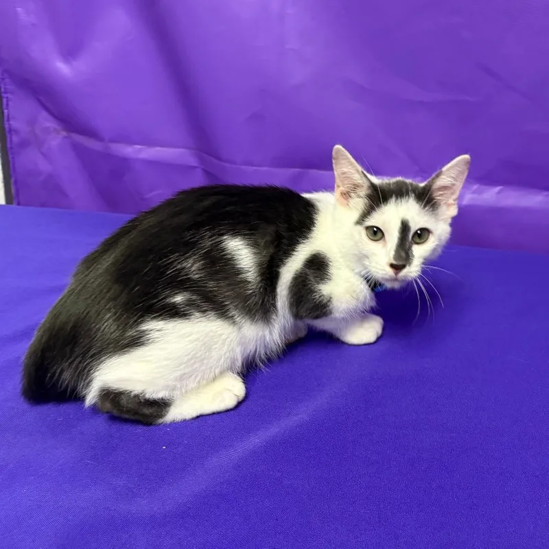 A baby small-sized male Domestic Short Hair cat named Bang for adoption in North Myrtle Beach, SC