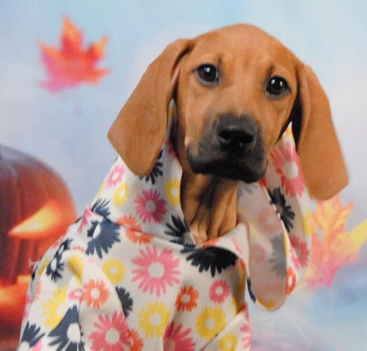 An adult medium-sized female Red / Chestnut / Orange Coonhound dog named Avery for adoption in Newland, NC