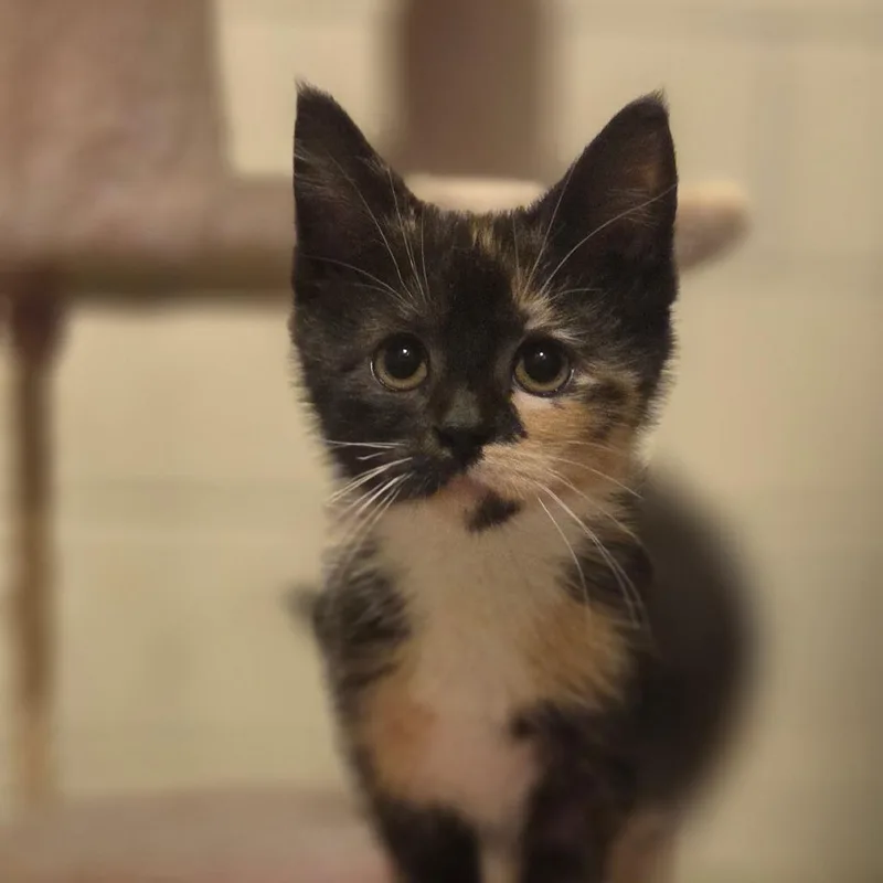 A baby small-sized female Calico Domestic Short Hair cat named Truffles for adoption in Manheim, PA