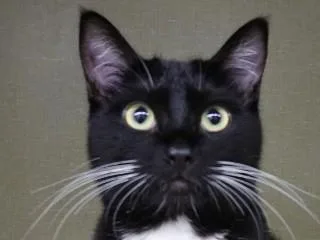An adult medium-sized female Black & White / Tuxedo Tuxedo cat named Tommi for adoption in Anaconda, MT