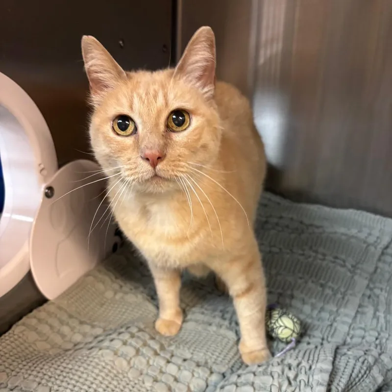 An adult medium-sized female Buff / Tan / Fawn Domestic Short Hair cat named Ariel for adoption in Los Angeles, CA