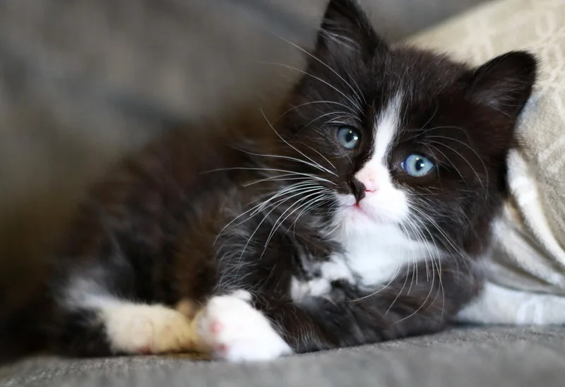 A baby small-sized female Black & White / Tuxedo Domestic Short Hair cat named Rose for adoption in Mankato, MN