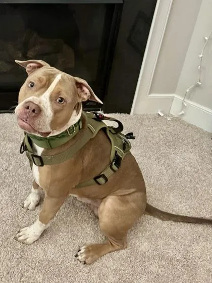 An adult large-sized male Mixed Breed dog named Melo for adoption in Fairfax, VA