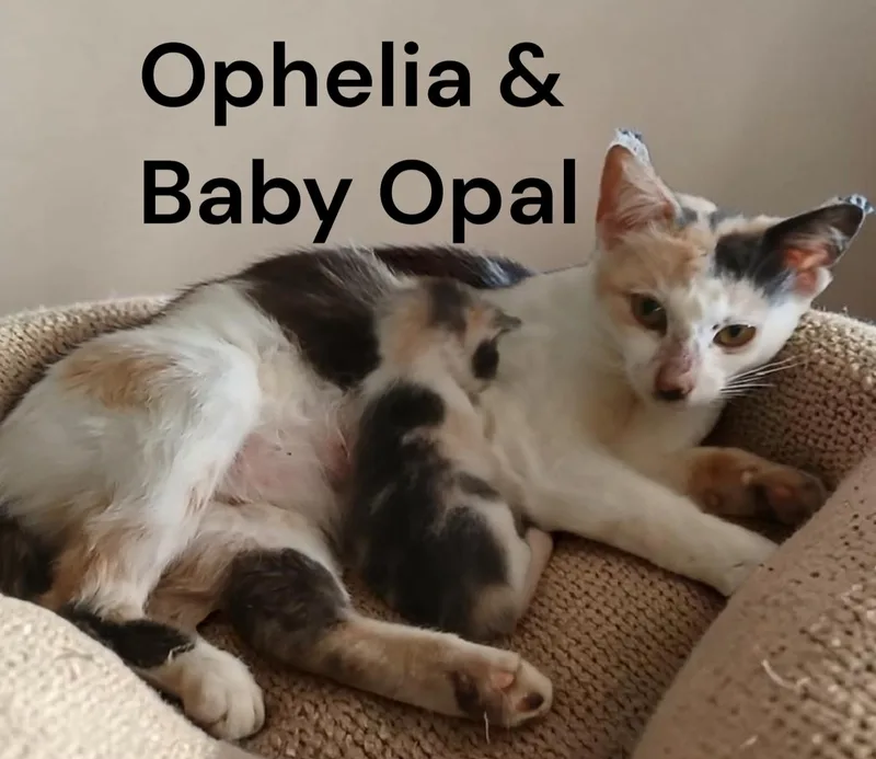 Ophelia