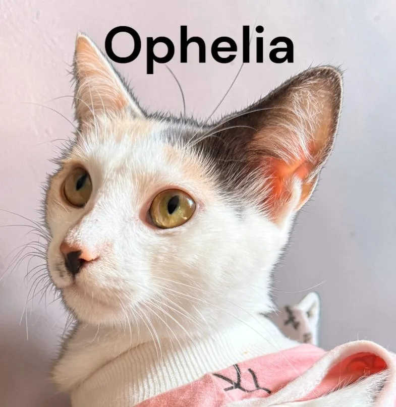 Ophelia thumbnail 2