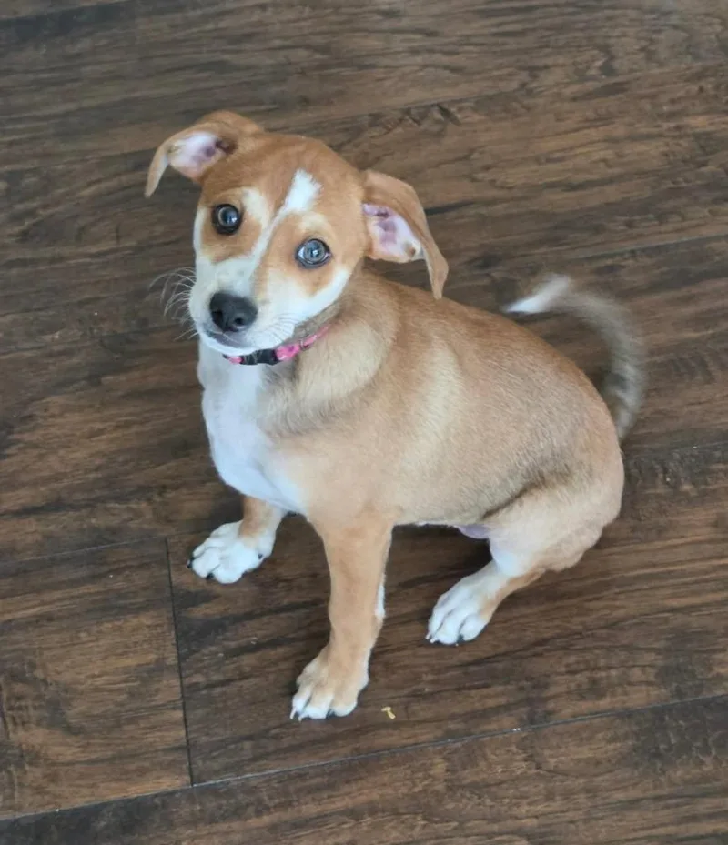 Baxter