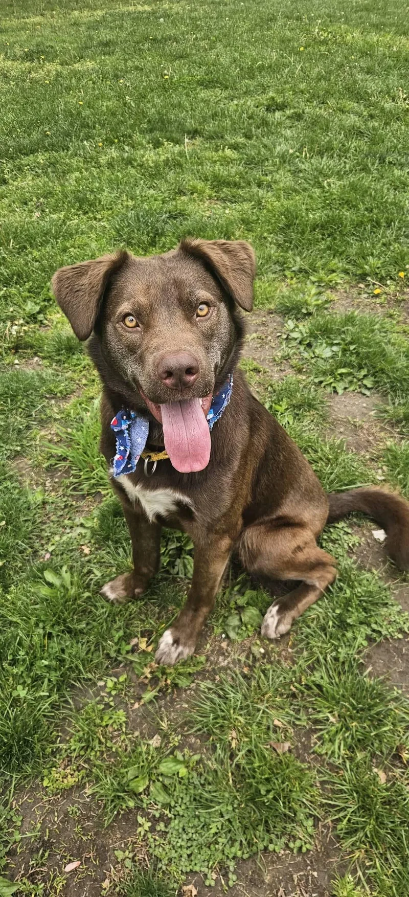A young large-sized male Brown / Chocolate Chocolate Labrador Retriever dog named Rex for adoption in New Castle, PA