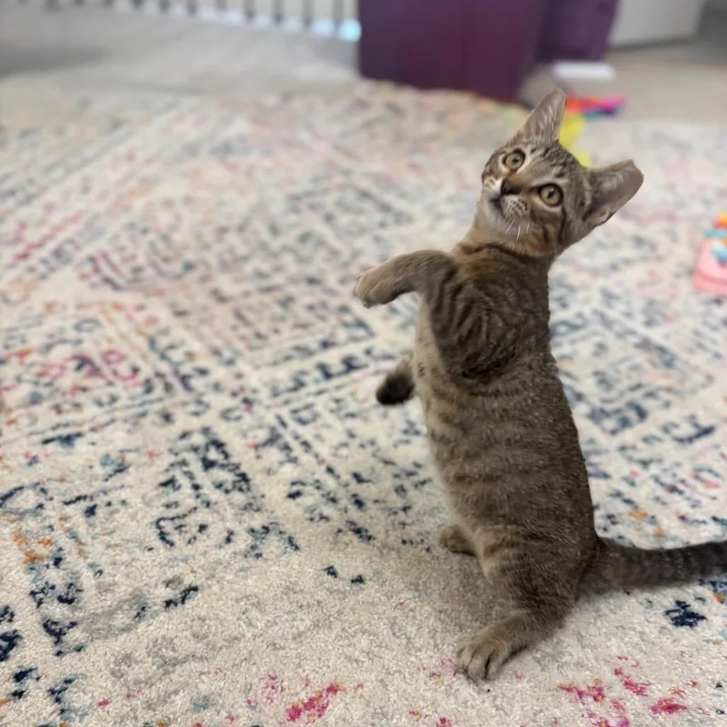 A baby small-sized male Brown / Chocolate Domestic Short Hair cat named Salami for adoption in Flower Mound, TX