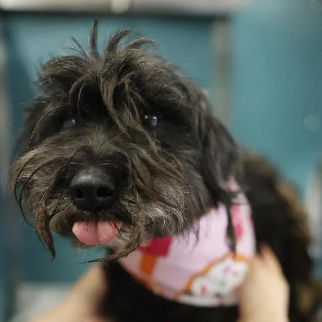 A senior small-sized female Terrier dog named Catalina for adoption in San Antonio, TX