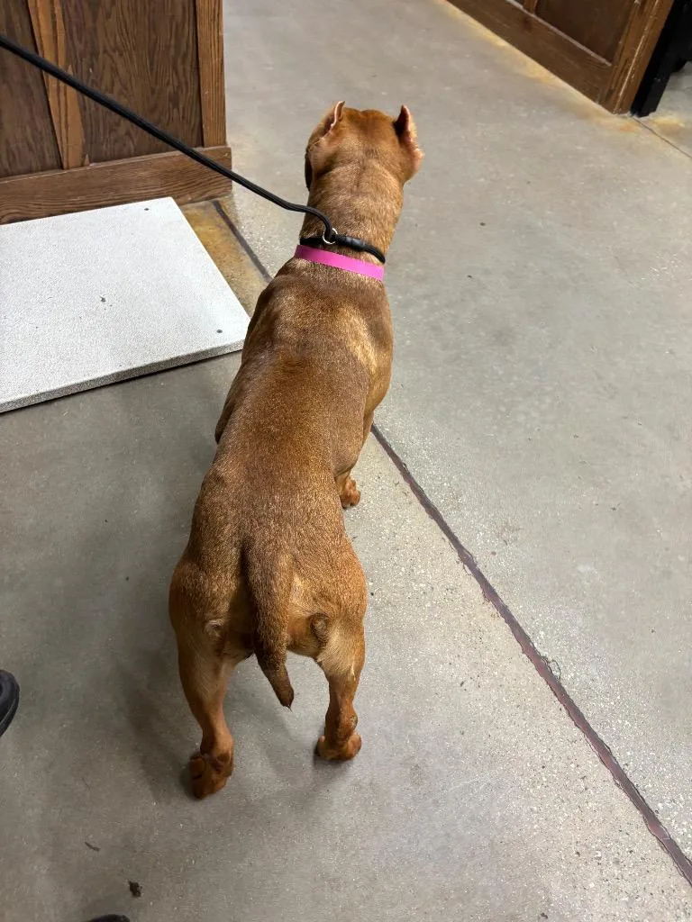 A young medium-sized female Pit Bull Terrier dog named Oakley for adoption in Douglasville, GA