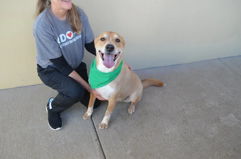 An adult large-sized male Labrador Retriever dog named Bear for adoption in McKinney, TX