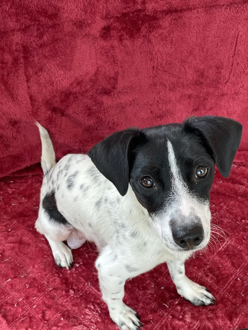 A young small-sized female Harlequin Chihuahua dog named Alma for adoption in West Hollywood, CA