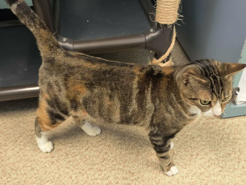 An adult medium-sized female Tabby (Orange / Red) Domestic Short Hair cat named Jerri for adoption in Weaverville, CA