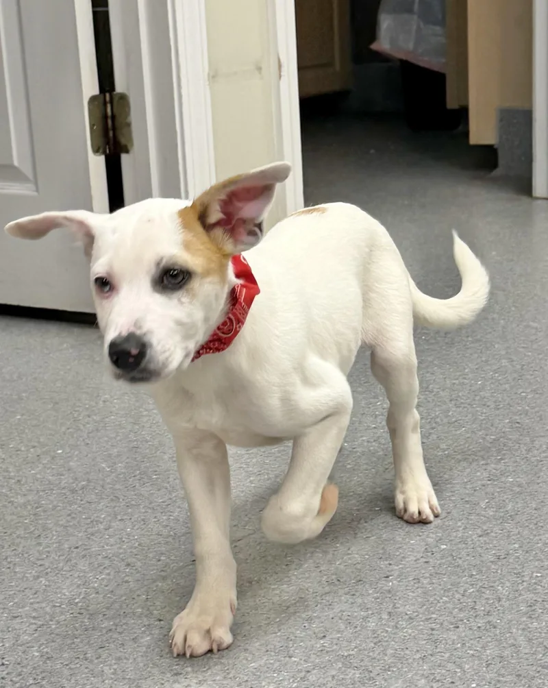 A baby medium-sized male Shepherd dog named Zuko for adoption in Manchester, CT