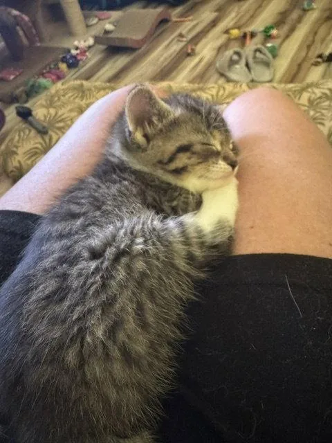 A young medium-sized male Domestic Short Hair cat named Koa for adoption in Rochester, NY
