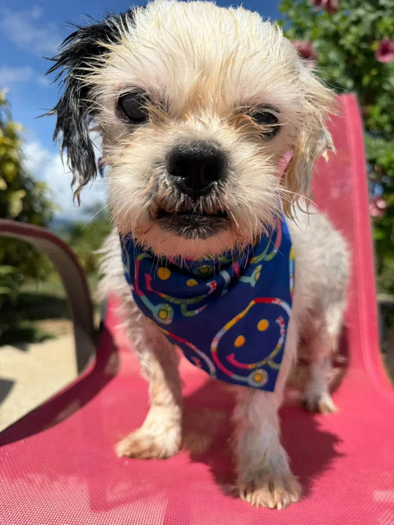A senior small-sized male Shih Tzu dog named Aurelio for adoption in Albion, NY