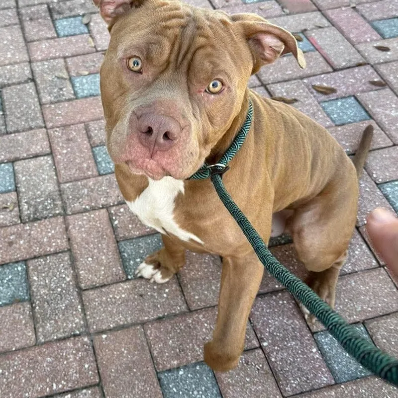 An adult medium-sized male American Bulldog dog named Robbie for adoption in Winter haven, FL