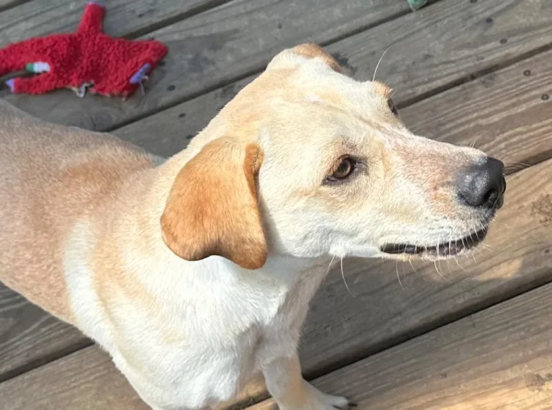 A young medium-sized male Labrador Retriever dog named Hot Pocket for adoption in Saint Francisville, LA