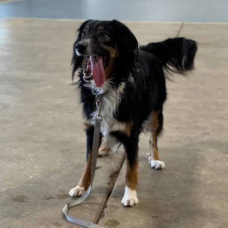 An adult medium-sized female Black Australian Shepherd dog named Marley for adoption in Champaign, IL