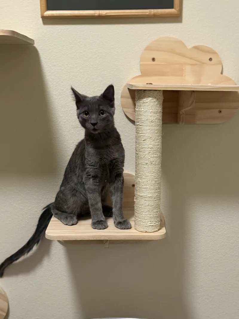 Jasper Haze thumbnail 2