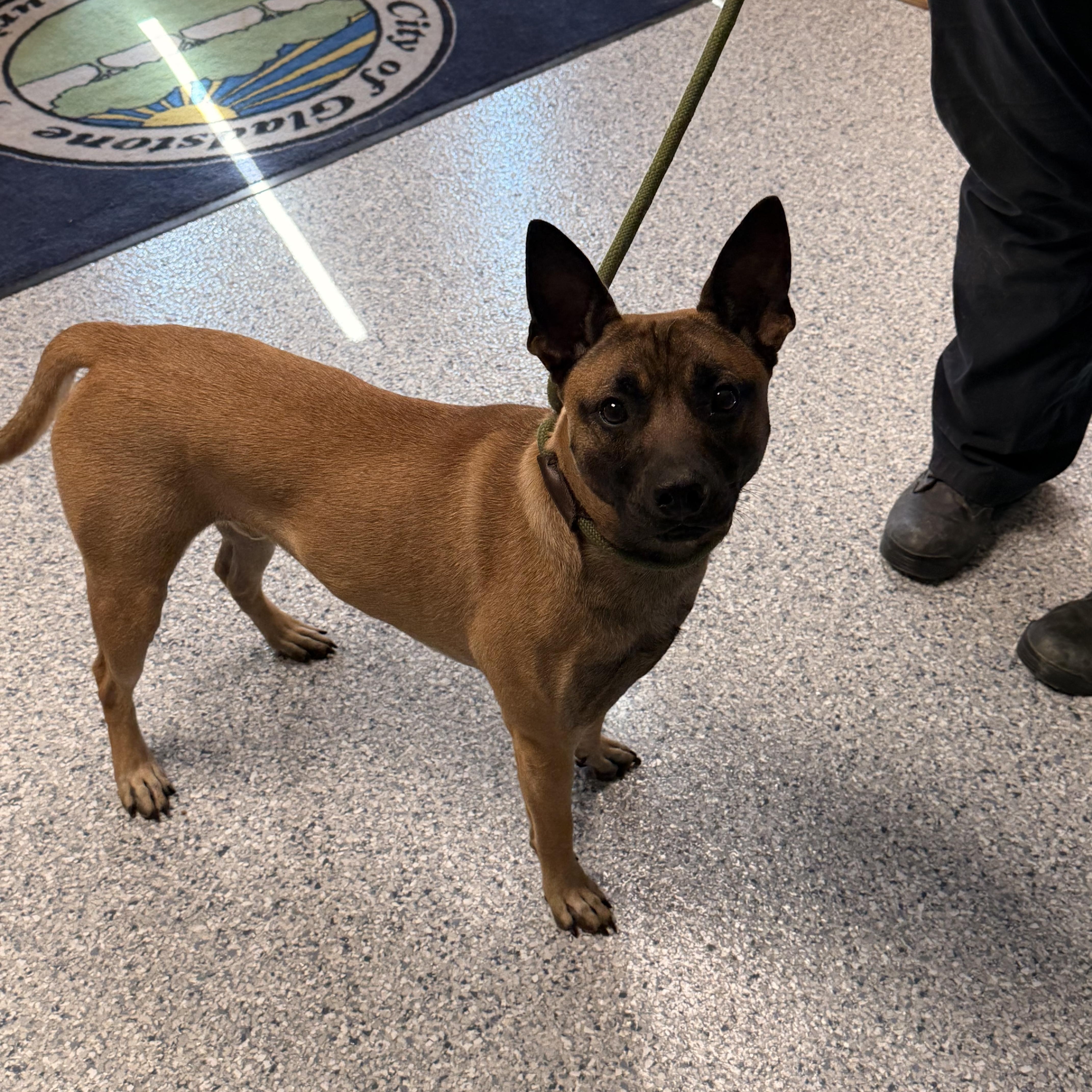 An adult medium-sized male Brown / Chocolate Belgian Shepherd / Malinois dog named Mayhem for adoption in Gladstone, MO