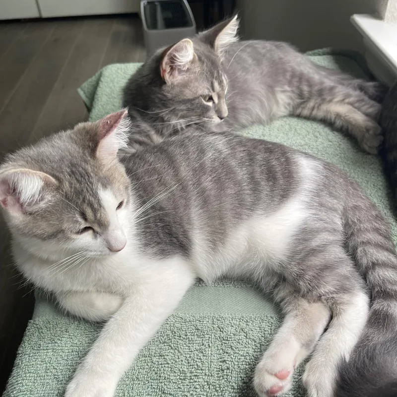 A baby small-sized male Domestic Long Hair cat named Luke Bailey & Max for adoption in Liverpool, TX