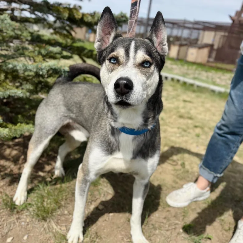 An adult large-sized male Gray / Blue / Silver Husky dog named Judeau for adoption in Great Falls, MT
