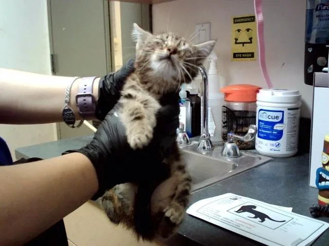 A baby small-sized male Domestic Short Hair cat named Glossaryck for adoption in Martinez, CA