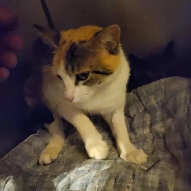 An adult medium-sized female Calico Domestic Short Hair cat named Cameo for adoption in Veneta, OR