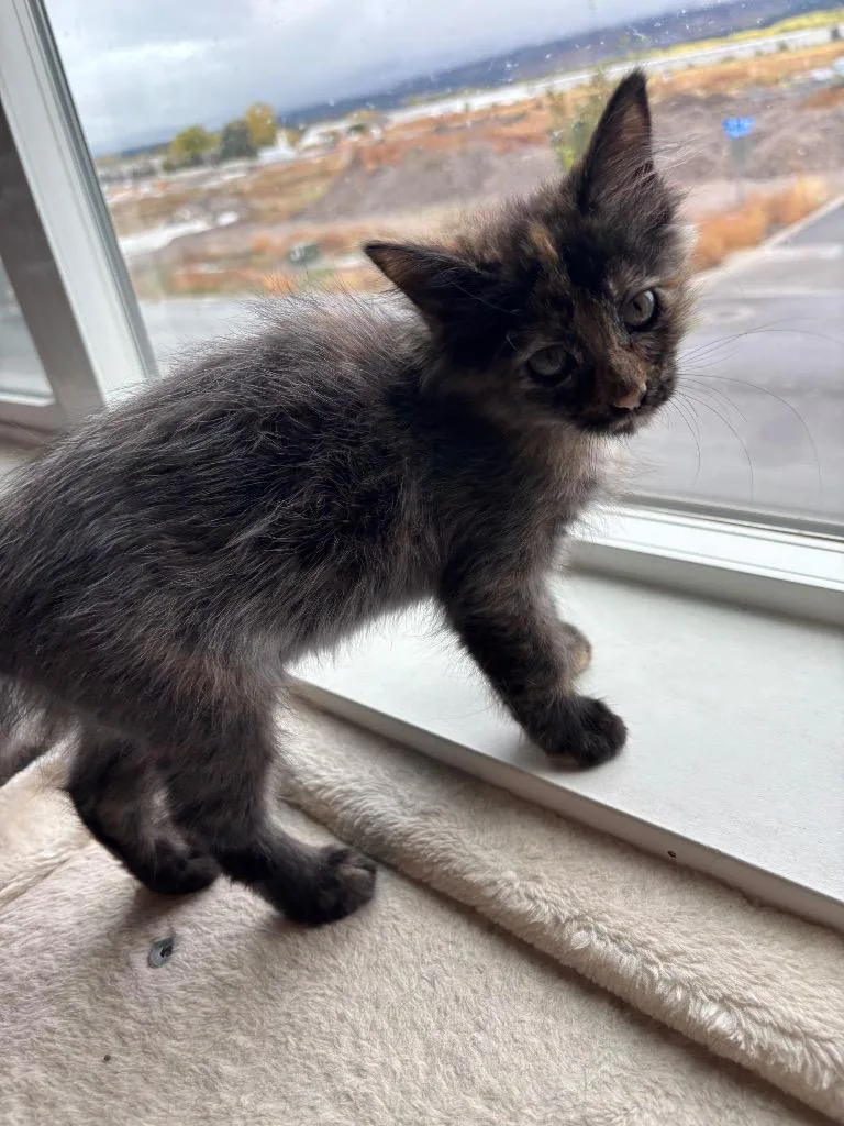 A baby medium-sized female Domestic Medium Hair cat named Chloe for adoption in Logan, UT