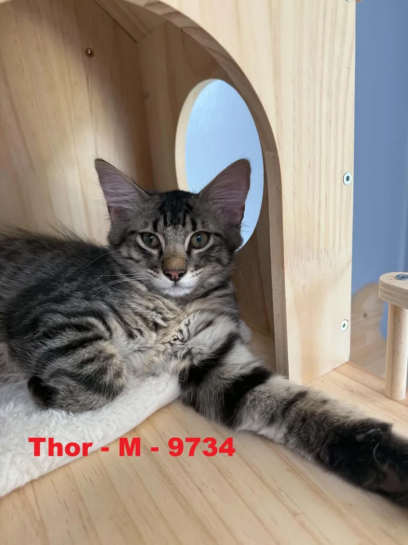 Thor