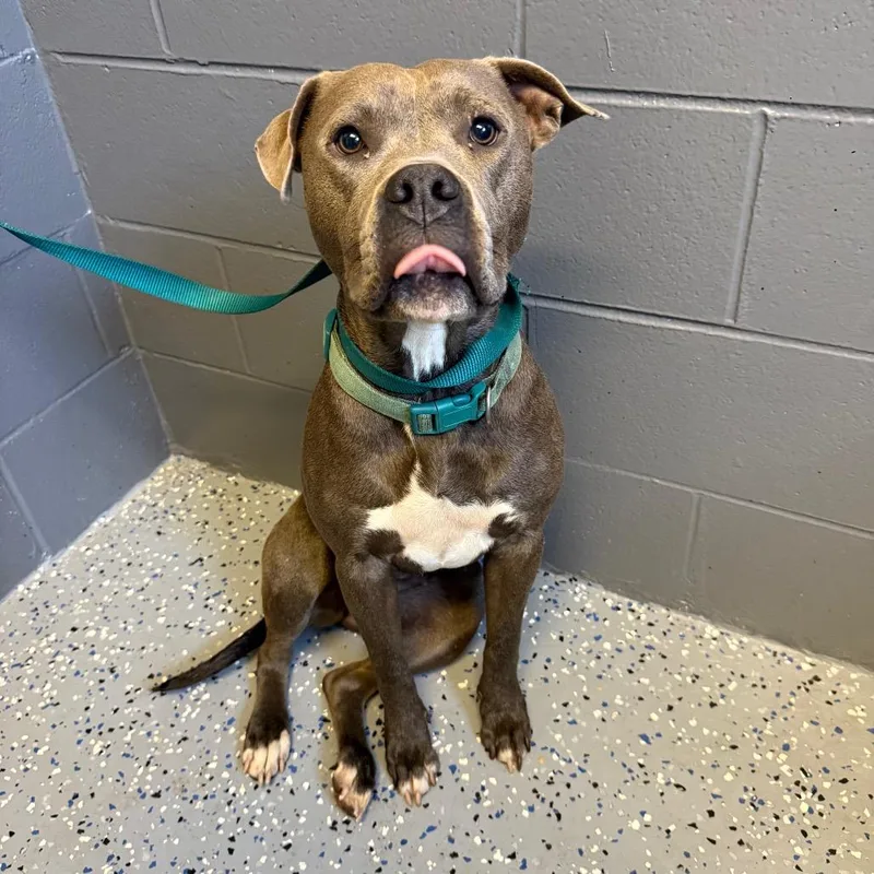 An adult medium-sized female Gray / Blue / Silver Pit Bull Terrier dog named Harley for adoption in Tuscaloosa, AL