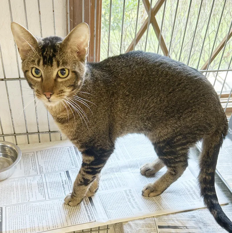 A young medium-sized male Tabby (Brown / Chocolate) Tabby cat named Ac for adoption in Parkville, MO