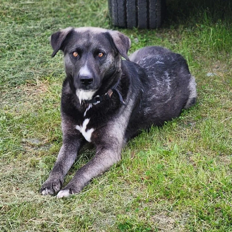 An adult large-sized female Black Labrador Retriever dog named Amari for adoption in Centralia, WA