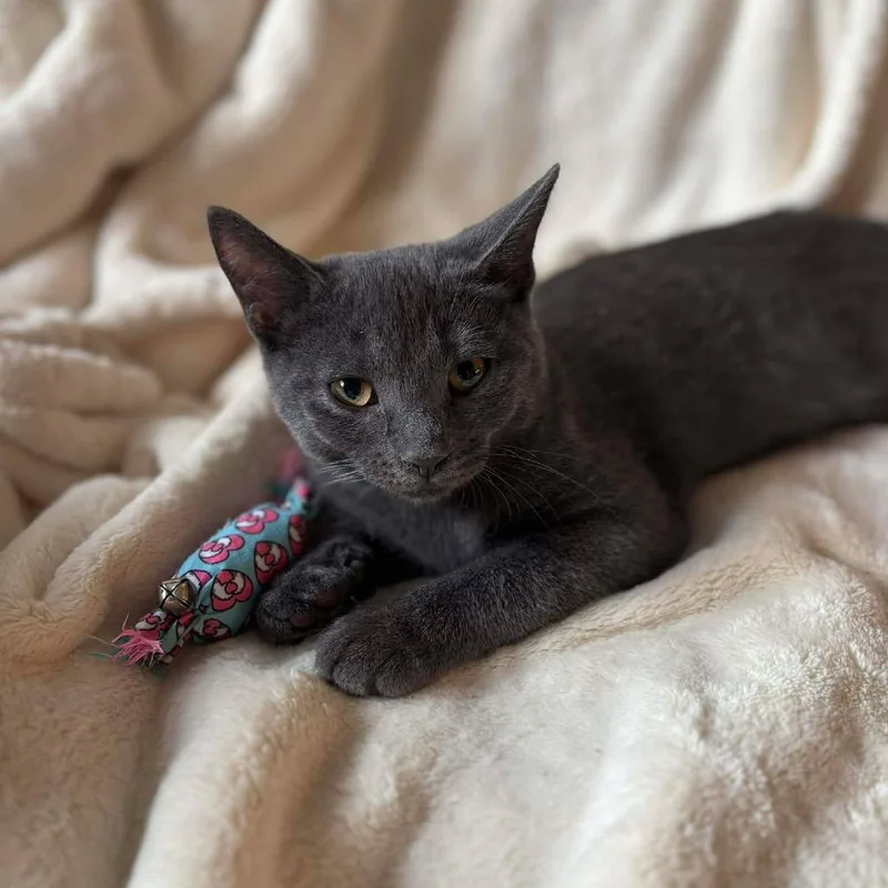 A young small-sized female Gray / Blue / Silver Domestic Short Hair cat named Baby Wasabi for adoption in Plainfield, IL