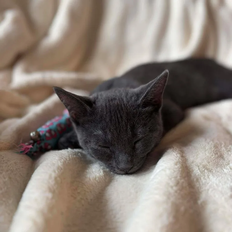 Baby Wasabi thumbnail 3