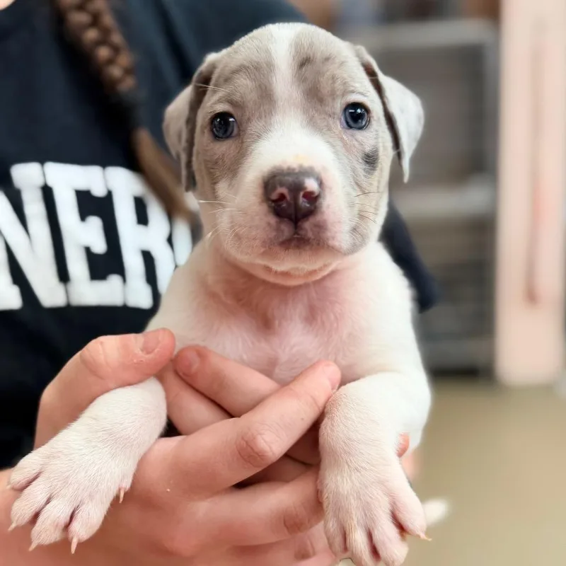 A baby medium-sized male White / Cream Catahoula Leopard Dog dog named Mcgriddle for adoption in Columbus, GA