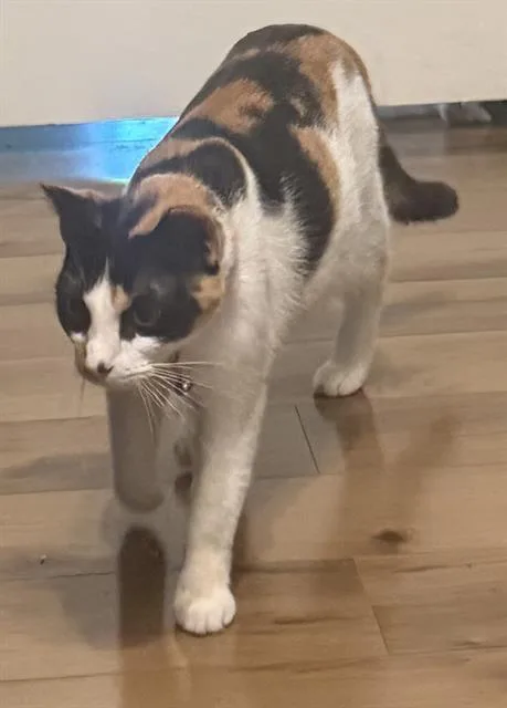 A young small-sized female Domestic Short Hair cat named Estrella for adoption in San Antonio, TX