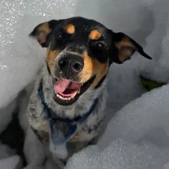 A young medium-sized male White / Cream Australian Cattle Dog / Blue Heeler dog named Frederick for adoption in Fort Collins, CO