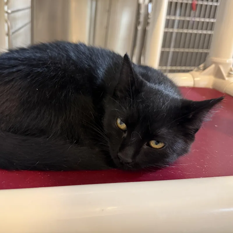 A baby medium-sized male Black Domestic Short Hair cat named Spooky for adoption in La Crescent, MN