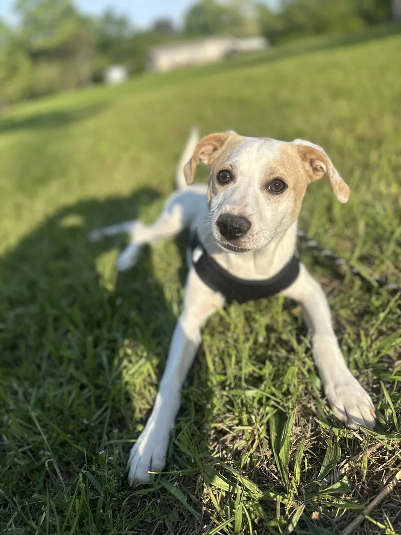 A young medium-sized male Beagle dog named Krabby for adoption in Winder, GA