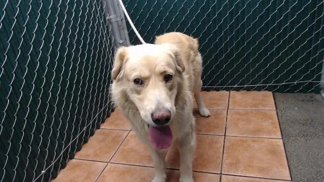 A young large-sized male Labrador Retriever dog named Davey for adoption in Downey, CA