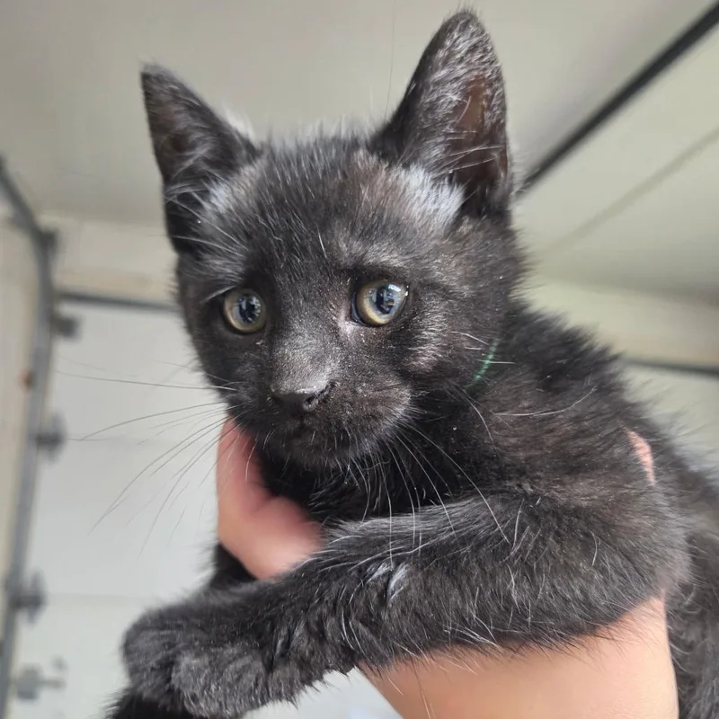 A baby small-sized male Black Domestic Short Hair cat named Bugsy for adoption in Ephrata, PA