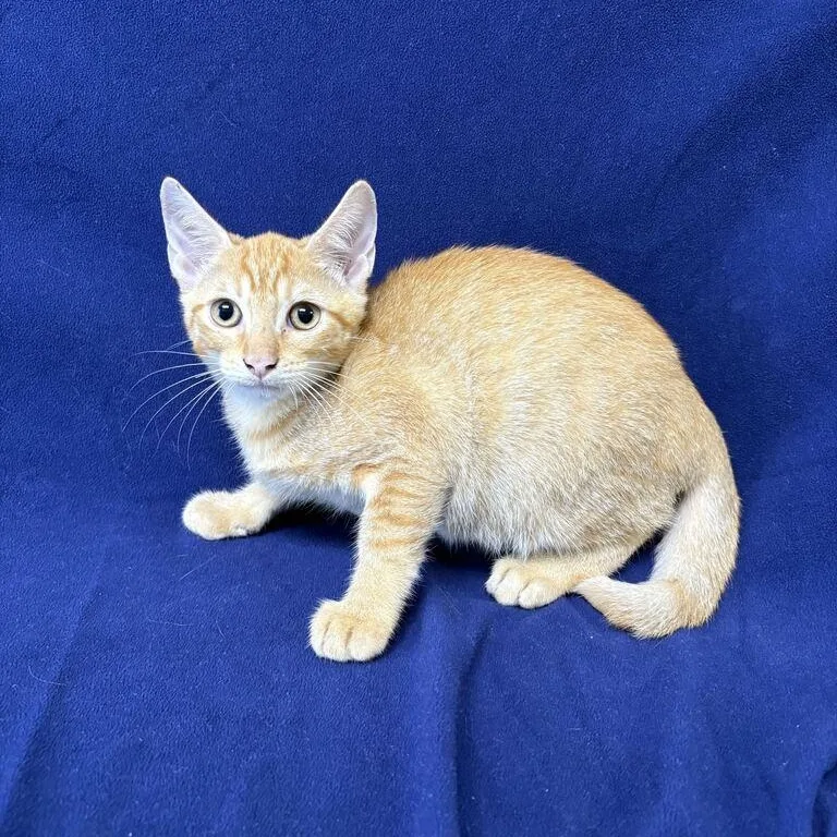 A baby medium-sized male Calico Domestic Short Hair cat named Cumulus for adoption in Valdosta, GA
