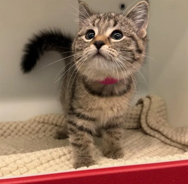 Ella