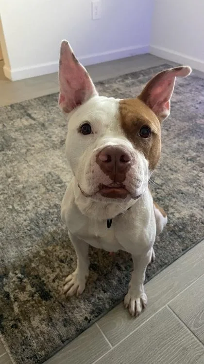 An adult medium-sized male Pit Bull Terrier dog named Big Dog Butters for adoption in Inverness, FL